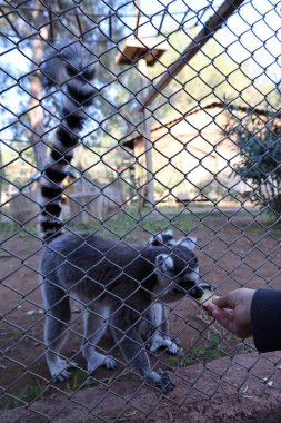 Lemur çitin arkasında. Yüksek kalite fotoğraf