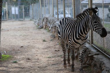 Zebra fenced enclosure. High quality photo clipart