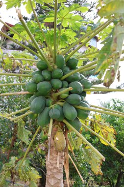 Papaya ağacı büyümüş. Yüksek kalite fotoğraf