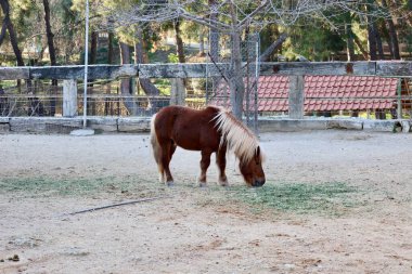 Midilli ot yiyor. Yüksek kalite fotoğraf