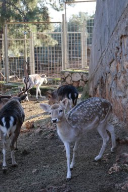 Geyik otlatma ormanı. Yüksek kalite fotoğraf