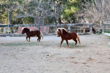 Midilli ot yiyor. Yüksek kalite fotoğraf