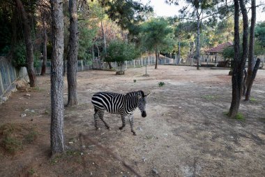 Zebra fenced enclosure. High quality photo clipart