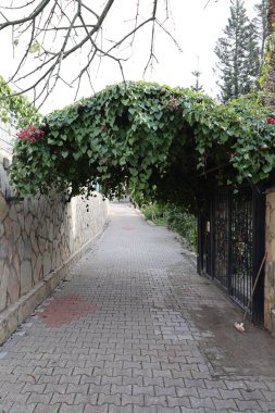 Yapraksız ağaçların yolu. Yüksek kalite fotoğraf