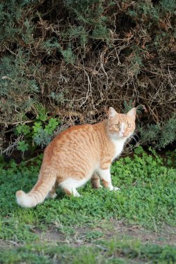 Kedi dışarıda yürüyor. Yüksek kalite fotoğraf