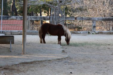Midilli ot yiyor. Yüksek kalite fotoğraf