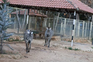 Zebra fenced enclosure. High quality photo clipart