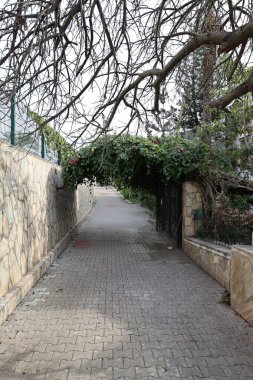 Yapraksız ağaçların yolu. Yüksek kalite fotoğraf