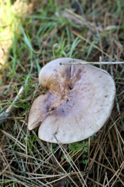 Kahverengi mantar otu. Yüksek kalite fotoğraf