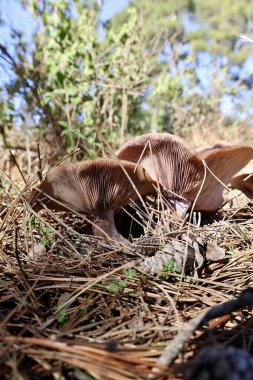 Brown mushroom grass. High quality photo clipart