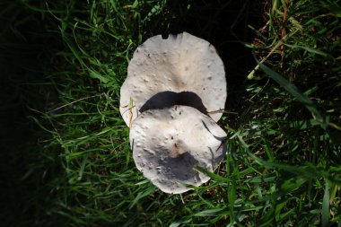 Kahverengi mantar otu. Yüksek kalite fotoğraf