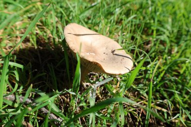 Kahverengi mantar otu. Yüksek kalite fotoğraf