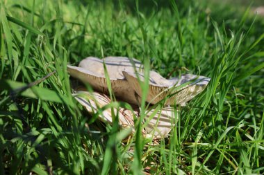 Kahverengi mantar otu. Yüksek kalite fotoğraf
