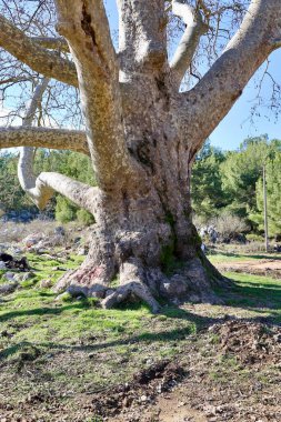 Büyük, eski bir ağaç, çınar. Yüksek kalite fotoğraf
