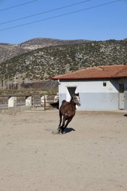 Ahırda koşan at. Yüksek kalite fotoğraf