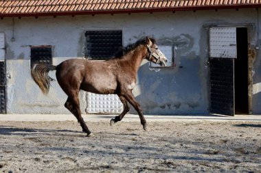Ahırda koşan at. Yüksek kalite fotoğraf