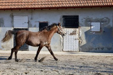 Ahırda koşan at. Yüksek kalite fotoğraf