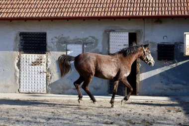 Ahırda koşan at. Yüksek kalite fotoğraf