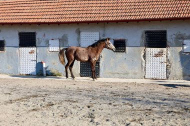 Ahırda koşan at. Yüksek kalite fotoğraf