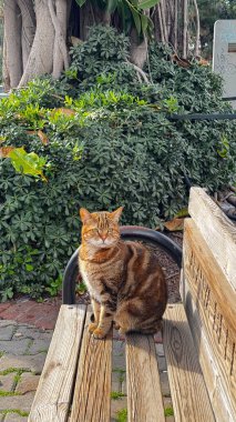 Sokak kedisi akşam kentinde yürüyor. Yüksek kalite fotoğraf
