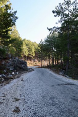 Orman virajı yolu. Yüksek kalite fotoğraf