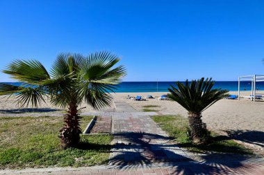 Kumsal palmiyesi. Yüksek kalite fotoğraf