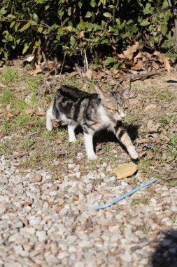 Kedi dışarıda yatıyor. Yüksek kalite fotoğraf