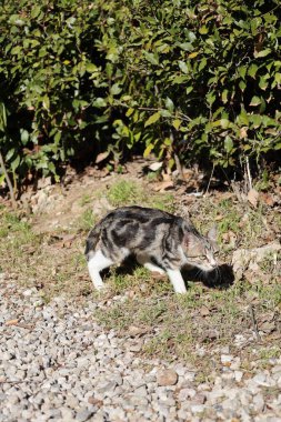 Kedi dışarıda yatıyor. Yüksek kalite fotoğraf
