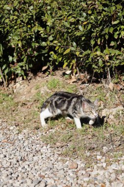 Kedi dışarıda yatıyor. Yüksek kalite fotoğraf