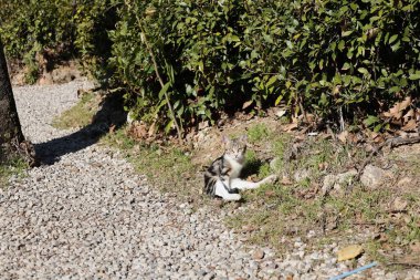 Kedi dışarıda yatıyor. Yüksek kalite fotoğraf