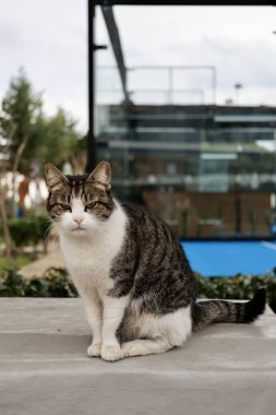 Kedi dışarıda oturuyor. Yüksek kalite fotoğraf
