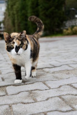 Meraklı kedi. Yüksek kalite fotoğraf