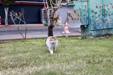Dışarıdaki tüylü kedi. Yüksek kalite fotoğraf