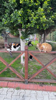 Çitin üzerindeki kediler.