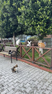 Çitin üzerindeki kediler.
