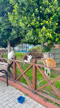 Çitin üzerindeki kediler.