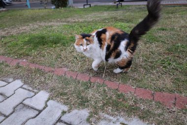 Dışarıdaki tüylü kedi. Yüksek kalite fotoğraf