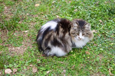 Kedi dışarıda oturuyor. Yüksek kalite fotoğraf