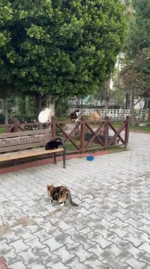 Çitin üzerindeki kediler.