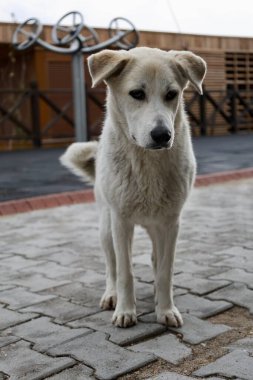 Köpek dışarıda oturuyor. Yüksek kalite fotoğraf
