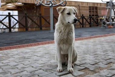 Köpek dışarıda oturuyor. Yüksek kalite fotoğraf