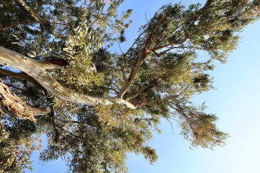 Okaliptüs ağaçları parkı. Yüksek kalite fotoğraf