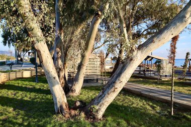 Okaliptüs ağaçları parkı. Yüksek kalite fotoğraf