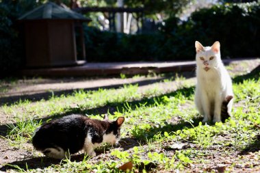 Sokak kedisi akşam kentinde yürüyor. Yüksek kalite fotoğraf