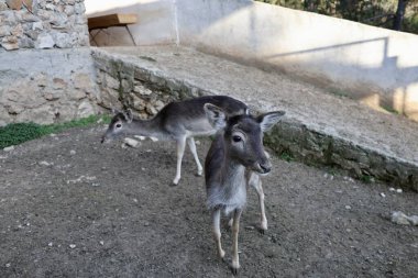 Geyik otlatma ormanı. Yüksek kalite fotoğraf