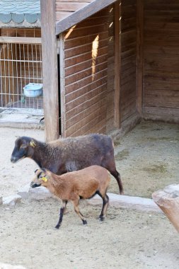 Hayvanat bahçesindeki koçlar. Yüksek kalite fotoğraf