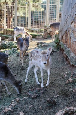 Geyik otlatma ormanı. Yüksek kalite fotoğraf