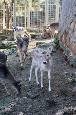 Geyik otlatma ormanı. Yüksek kalite fotoğraf