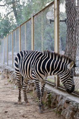 Zebra fenced enclosure. High quality photo clipart