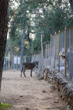 Zebra fenced enclosure. High quality photo clipart